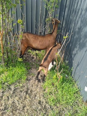 vind capre - imagine 4