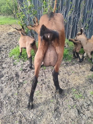 vind capre - imagine 2