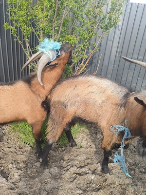 vind capre - imagine 3