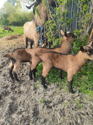 vind capre - imagine 5