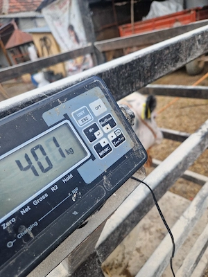 Vând Mascul Belgian 75% - imagine 3