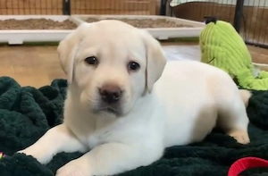 Labrador Retriever  cu pedigree 