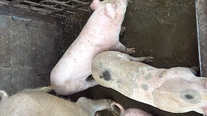 Pucei 8 saptamani - imagine 3