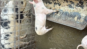 Pucei 8 saptamani - imagine 2