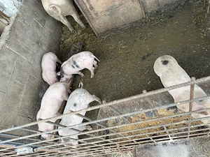 Pucei 8 saptamani - imagine 5