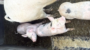 Pucei 8 saptamani - imagine 4