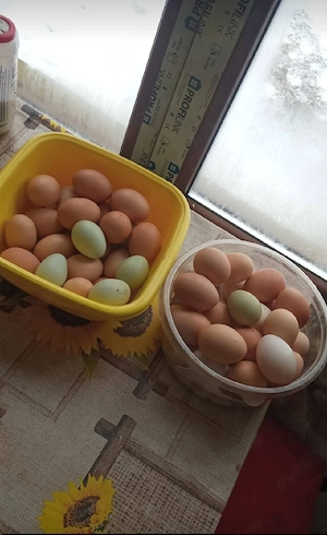 Ouă pentru consum și incubat