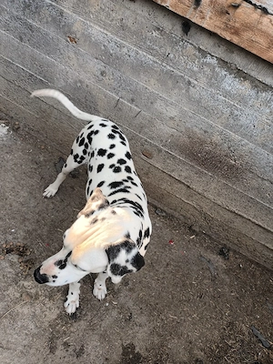 Mascul dalamatian 