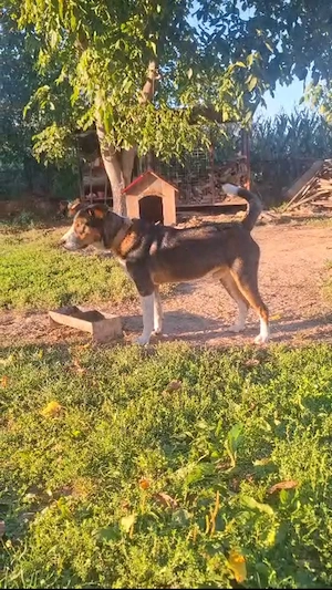 Donez mascul de 1an si 8 luni - imagine 2