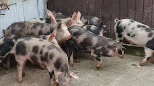 soldani 45-60 kg - imagine 3