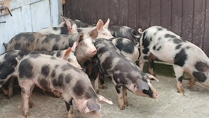 soldani 45-60 kg - imagine 2