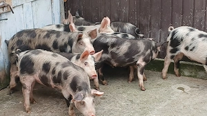 soldani 45-60 kg - imagine 4