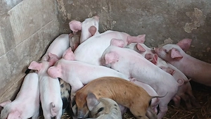 purcei 17 bucati - imagine 2