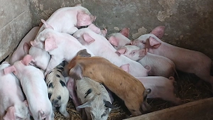 purcei 17 bucati - imagine 4