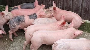 purcei 210 lei - imagine 4