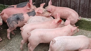 purcei 210 lei - imagine 3