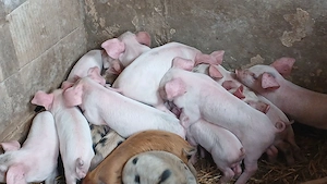 purcei 17 bucati - imagine 3