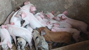 purcei 17 bucati - imagine 5