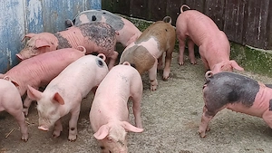 purcei 210 lei - imagine 2