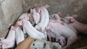 purcei 17 bucati - imagine 6