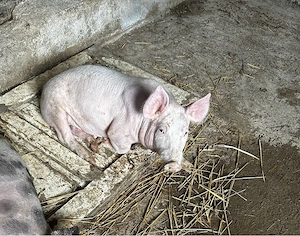 soldani pentru rotisor