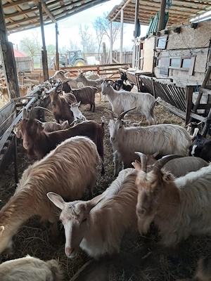 Vrei lapte proaspăt? Capre productive, crescute la câmp - imagine 2