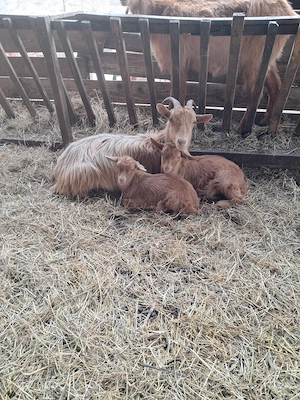 Vrei lapte proaspăt? Capre productive, crescute la câmp - imagine 4