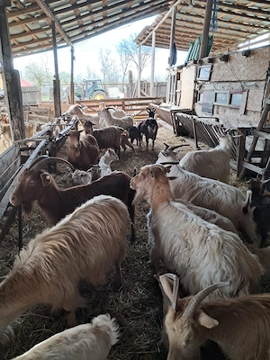 Vrei lapte proaspăt? Capre productive, crescute la câmp - imagine 3