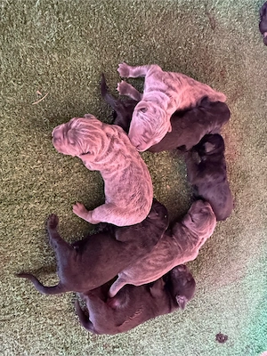 Puiuiti Cane Corso - imagine 2