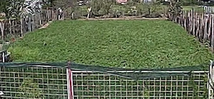 Vand trifoi masa verde pentru animale!