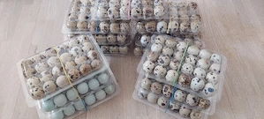 prepelite si oua de prepelita  - imagine 3