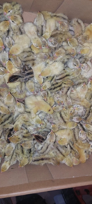 prepelite si oua de prepelita  - imagine 5