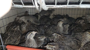 prepelite si oua de prepelita  - imagine 2