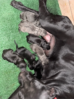 Puiuiti Cane Corso - imagine 3