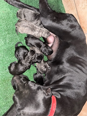 Puiuiti Cane Corso - imagine 4