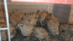 prepelite si oua de prepelita  - imagine 4