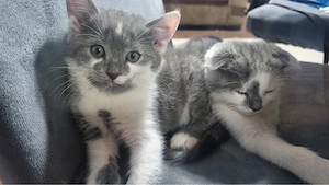    Puiut British Shorthair de vânzare    - imagine 2