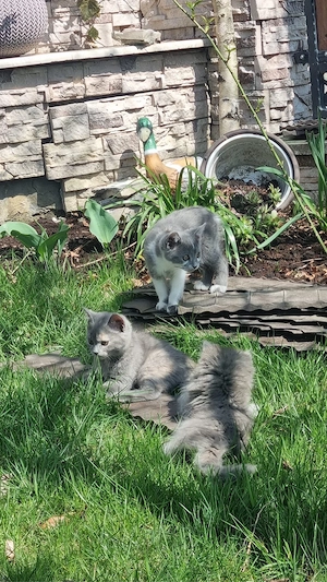    Puiut British Shorthair de vânzare    - imagine 5