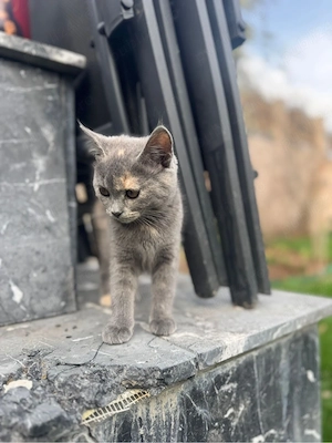    Puiut British Shorthair de vânzare    - imagine 3