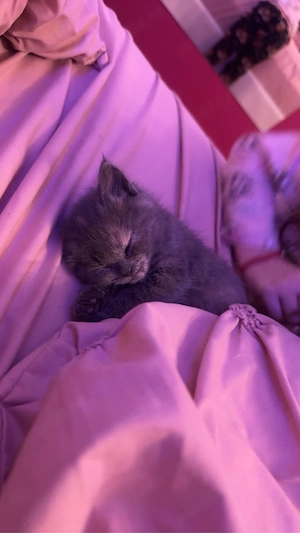    Puiut British Shorthair de vânzare    - imagine 4