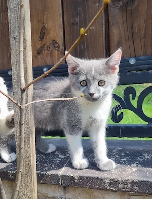    Puiut British Shorthair de vânzare   