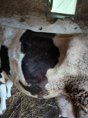 vand vaca la al 6 lea vitel - imagine 2