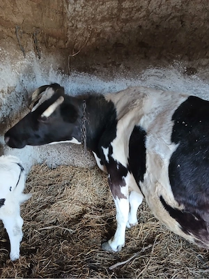 vand vaca la al 6 lea vitel - imagine 4