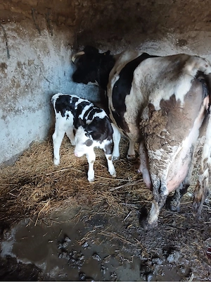 vand vaca la al 6 lea vitel - imagine 3