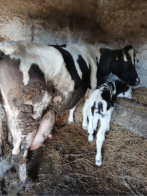 vand vaca la al 6 lea vitel - imagine 5