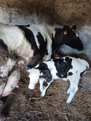 vand vaca la al 6 lea vitel