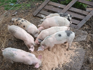 Vând purcei - imagine 2