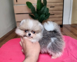 pui pomeranian particolor superb mini