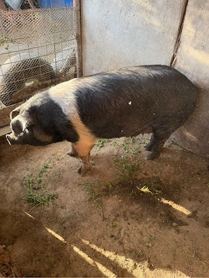 scroafa cu 2 purcei - imagine 2