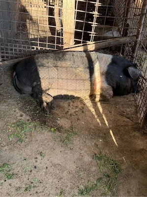 scroafa cu 2 purcei - imagine 3